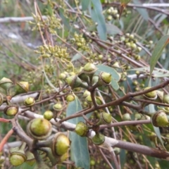 Eucalyptus macrorhyncha at Kambah, ACT - 19 Aug 2022