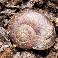 Austrorhytida capillacea (Common Southern Carnivorous Snail) at QPRC LGA - 19 Aug 2022 by trevorpreston