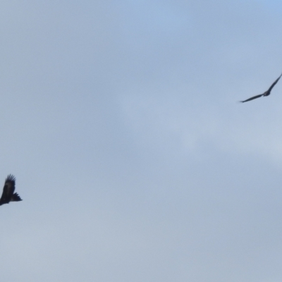 Aquila audax (Wedge-tailed Eagle) at McQuoids Hill - 19 Aug 2022 by HelenCross