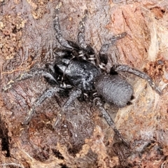 Atrax sutherlandi (Funnel-web Spider) at Captains Flat, NSW - 20 Aug 2022 by trevorpreston