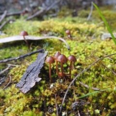 zz agaric (stem; gills not white/cream) at McQuoids Hill - 19 Aug 2022 by HelenCross