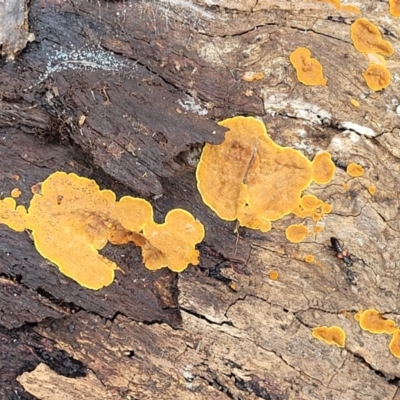 Hymenochaete at Tallaganda National Park - 19 Aug 2022 by trevorpreston