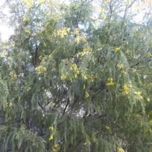 Acacia vestita at Kambah, ACT - 19 Aug 2022 12:17 PM