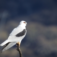 Elanus axillaris (Black-shouldered Kite) at Kambah, ACT - 19 Aug 2022 by HelenCross