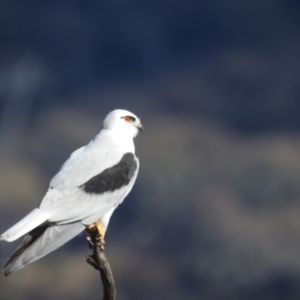 Elanus axillaris at Kambah, ACT - 19 Aug 2022 12:23 PM