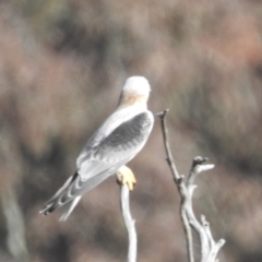 Elanus axillaris at Kambah, ACT - 19 Aug 2022 12:23 PM