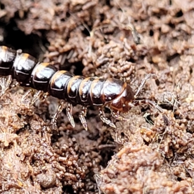 Paradoxosomatidae sp. (family) (Millipede) at Tallaganda National Park - 19 Aug 2022 by trevorpreston