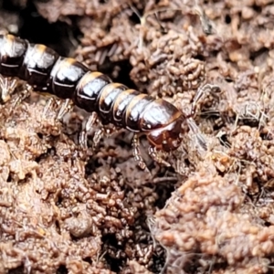 Paradoxosomatidae sp. (family) at Captains Flat, NSW - 20 Aug 2022