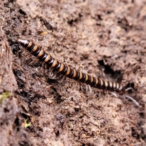 Paradoxosomatidae sp. (family) at Captains Flat, NSW - 20 Aug 2022 08:33 AM