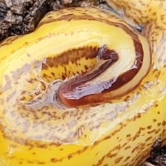 Australopacifica lucasi (A flatworm) at Captains Flat, NSW - 19 Aug 2022 by trevorpreston