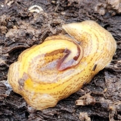 Australopacifica lucasi at Captains Flat, NSW - 20 Aug 2022