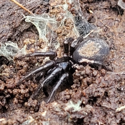 Atrax sutherlandi (Funnel-web Spider) at Captains Flat, NSW - 19 Aug 2022 by trevorpreston