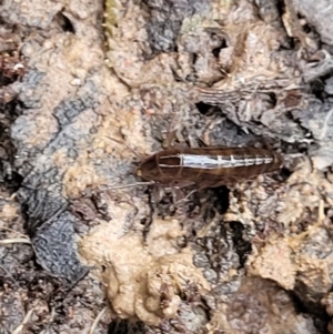 Amphipod (order Amphipoda, family Talitridae) at Captains Flat, NSW - 20 Aug 2022 08:29 AM