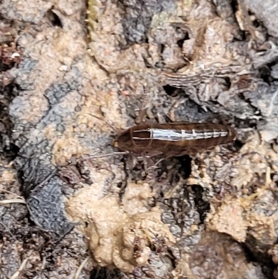 Amphipod (order Amphipoda, family Talitridae) (Lawn shrimp, landhopper) at Captains Flat, NSW - 20 Aug 2022 by trevorpreston