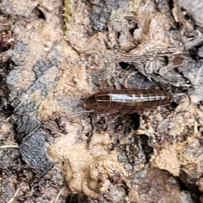 Amphipod (order Amphipoda, family Talitridae) (Lawn shrimp, landhopper) at Captains Flat, NSW - 19 Aug 2022 by trevorpreston