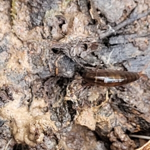 Amphipod (order Amphipoda, family Talitridae) at Captains Flat, NSW - 20 Aug 2022 08:29 AM