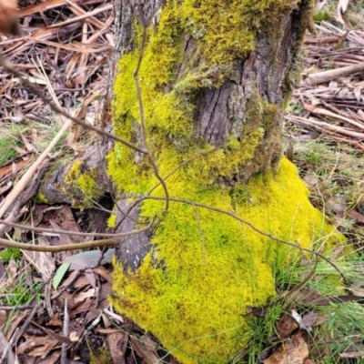 Triquetrella at Captains Flat, NSW - 20 Aug 2022 by trevorpreston