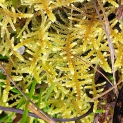 Unidentified Moss, Liverwort or Hornwort at Captains Flat, NSW - 19 Aug 2022 by trevorpreston