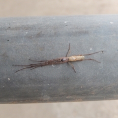 Tetragnatha sp. (genus) (Long-jawed spider) at Ngunnawal, ACT - 20 Apr 2020 by Birdy