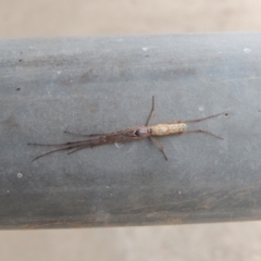 Tetragnatha sp. (genus) (Long-jawed spider) at Ngunnawal, ACT - 20 Apr 2020 by Amata
