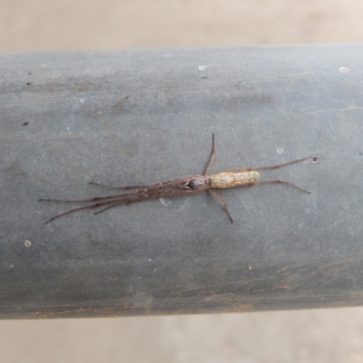 Tetragnatha sp. (genus) (Long-jawed spider) at Ngunnawal, ACT - 20 Apr 2020 by Amata