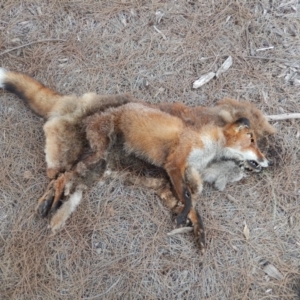 Vulpes vulpes at Ngunnawal, ACT - 2 Mar 2020