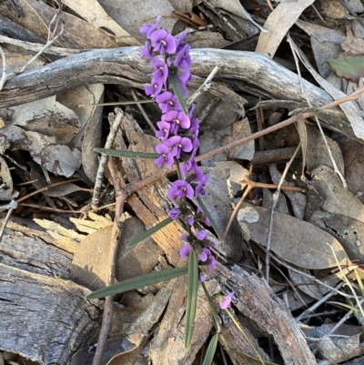 Hovea heterophylla (Common Hovea) at Queanbeyan East, NSW - 20 Aug 2022 by SteveBorkowskis