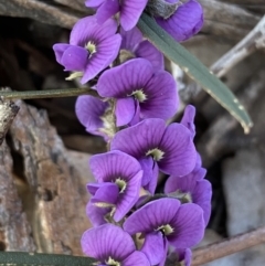 Hovea heterophylla at Queanbeyan East, NSW - 20 Aug 2022 04:55 PM