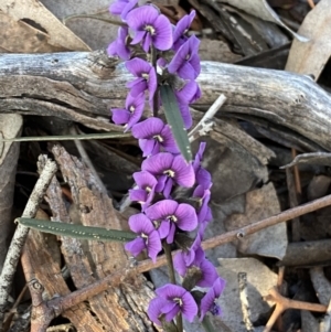 Hovea heterophylla at Queanbeyan East, NSW - 20 Aug 2022