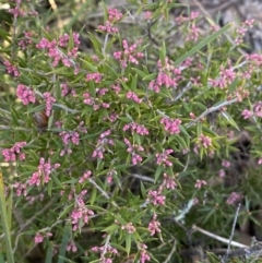 Lissanthe strigosa subsp. subulata (Peach Heath) at Queanbeyan East, NSW - 20 Aug 2022 by SteveBorkowskis