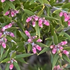 Lissanthe strigosa subsp. subulata at Queanbeyan East, NSW - 20 Aug 2022