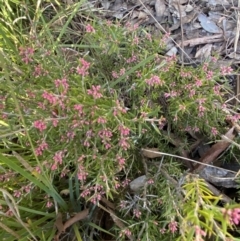 Lissanthe strigosa subsp. subulata at Queanbeyan East, NSW - 20 Aug 2022