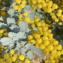 Acacia baileyana (Cootamundra Wattle, Golden Mimosa) at Queanbeyan East, NSW - 20 Aug 2022 by SteveBorkowskis