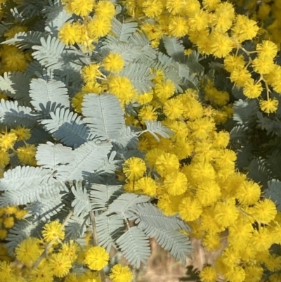 Acacia baileyana (Cootamundra Wattle, Golden Mimosa) at Queanbeyan East, NSW - 20 Aug 2022 by Steve_Bok