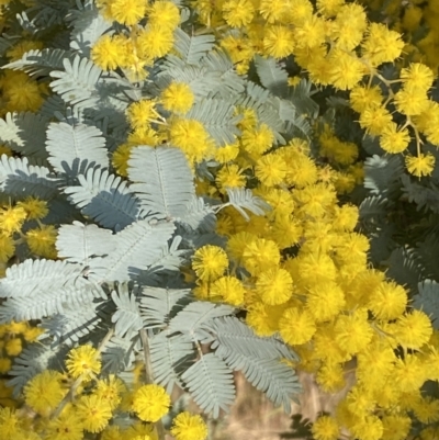 Acacia baileyana (Cootamundra Wattle, Golden Mimosa) at Queanbeyan East, NSW - 20 Aug 2022 by SteveBorkowskis