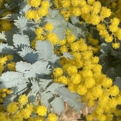 Acacia baileyana (Cootamundra Wattle, Golden Mimosa) at Queanbeyan East, NSW - 20 Aug 2022 by Steve_Bok