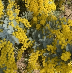 Acacia baileyana at Queanbeyan East, NSW - 20 Aug 2022