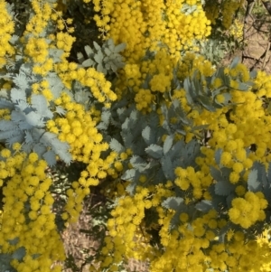 Acacia baileyana at Queanbeyan East, NSW - 20 Aug 2022