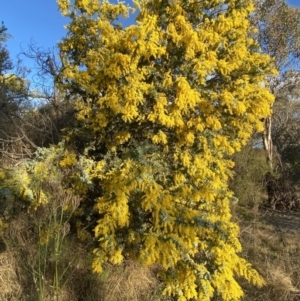Acacia baileyana at Queanbeyan East, NSW - 20 Aug 2022 04:44 PM
