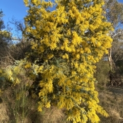 Acacia baileyana at Queanbeyan East, NSW - 20 Aug 2022