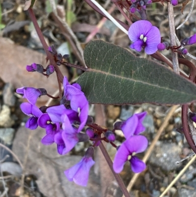Hardenbergia violacea (False Sarsaparilla) at Queanbeyan East, NSW - 20 Aug 2022 by SteveBorkowskis