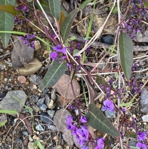 Hardenbergia violacea at Queanbeyan East, NSW - 20 Aug 2022