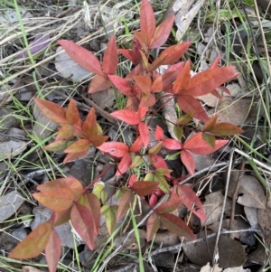 Nandina domestica at Queanbeyan East, NSW - 20 Aug 2022