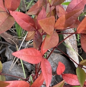 Nandina domestica at Queanbeyan East, NSW - 20 Aug 2022