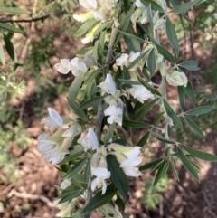 Chamaecytisus palmensis at Queanbeyan East, NSW - 20 Aug 2022