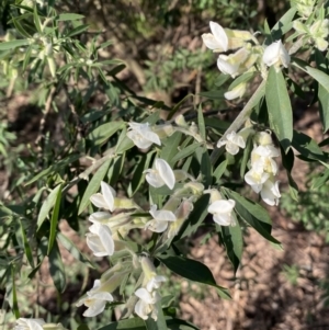 Chamaecytisus palmensis at Queanbeyan East, NSW - 20 Aug 2022