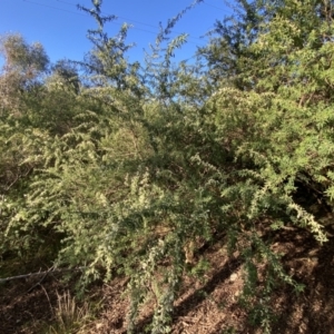 Chamaecytisus palmensis at Queanbeyan East, NSW - 20 Aug 2022