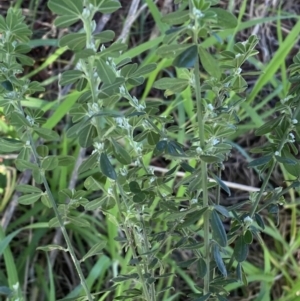 Genista monspessulana at Queanbeyan East, NSW - 20 Aug 2022 04:22 PM