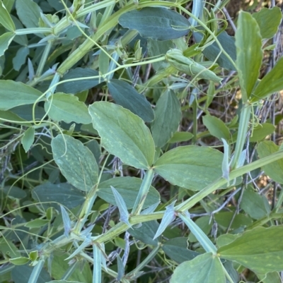 Lathyrus sp. (A pea) at Queanbeyan East, NSW - 20 Aug 2022 by Steve_Bok