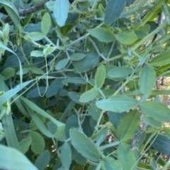 Lathyrus sp. at Queanbeyan East, NSW - 20 Aug 2022